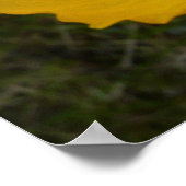 Yellow Poppy Alaskan Wildblume Floral Poster (Ecke)