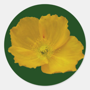 Yellow Poppy Alaskan Wildblume Floral Runder Aufkleber