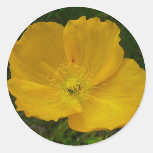 Yellow Poppy Alaskan Wildblume Floral Runder Aufkleber