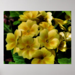 Yellow Primrose Blume Orton Art Poster