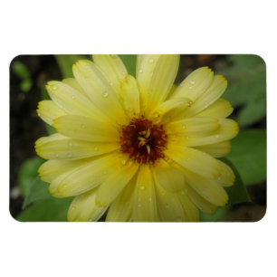 Yellow Raindrops Marigold Premium Magnet