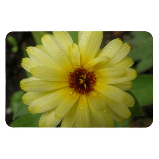 Yellow Raindrops Marigold Premium Magnet (Horizontal)