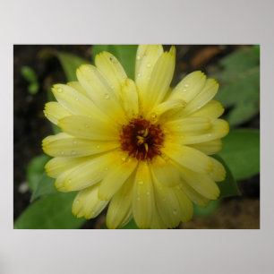 Yellow Raindrops Marigold Print Poster