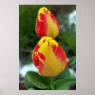 yellow red tulips poster