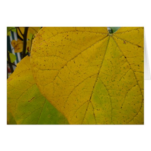 Yellow Redbud Verlasse Autumn Nature Fotografy (Vorderseite (Horizontal))