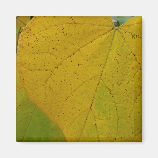 Yellow Redbud Verlasse Autumn Nature Fotografy Magnet (Vorne)