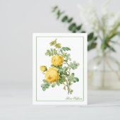 Yellow Rosa Sulfurea Pierre-Joseph Redouté Postkarte (Stehend Vorderseite)