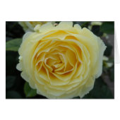 Yellow Rose (Vorderseite (Horizontal))