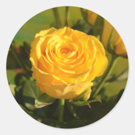 Yellow Rose Beauty Fotografie Runder Aufkleber