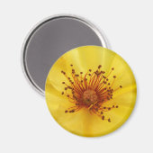 Yellow Rose Center Magnet (Vorderseite/Rückseite)
