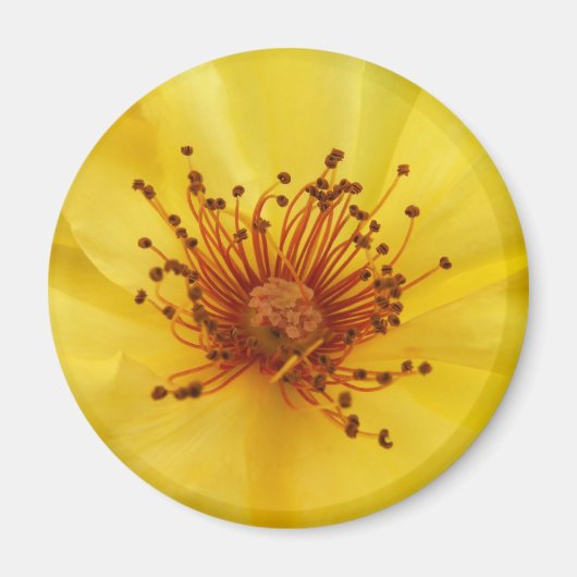 Yellow Rose Center Magnet (Vorne)
