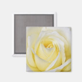Yellow Rose Magnet (Vorderseite/Rückseite)