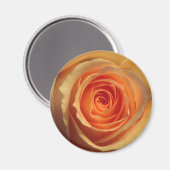 Yellow Rose Magnet (Vorderseite/Rückseite)