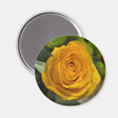 Yellow Rose Magnet (Vorderseite/Rückseite)