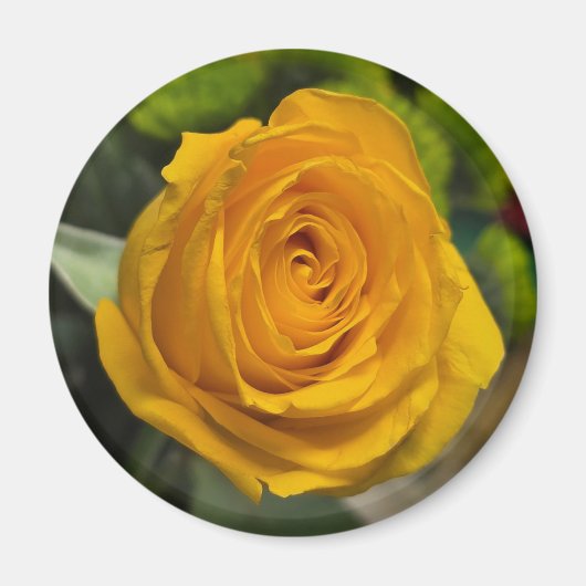 Yellow Rose Magnet (Vorne)