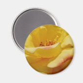 Yellow Rose Magnet (Vorderseite/Rückseite)