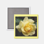 Yellow Rose Magnet (Vorderseite/Rückseite)