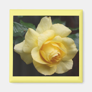 Yellow Rose Magnet