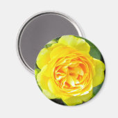 Yellow Rose Magnet (Vorderseite/Rückseite)