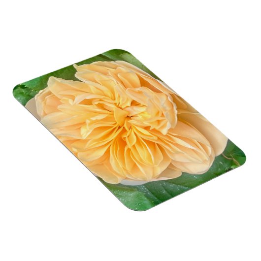 Yellow Rose Magnet (Rechte Seite)