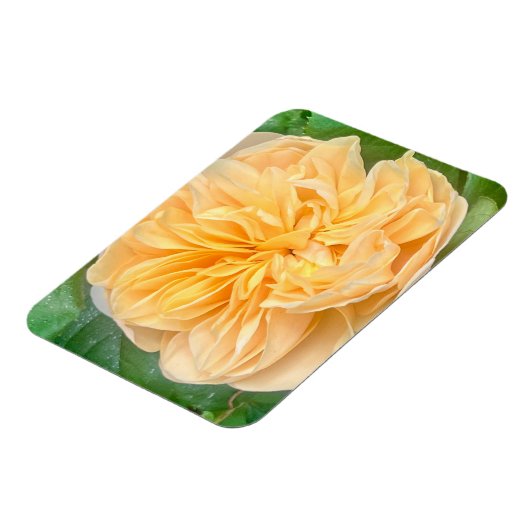 Yellow Rose Magnet (Linke Seite)