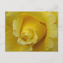 Yellow Rose Plstcard Postkarte