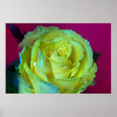 YELLOW ROSE POSTER (Vorne)