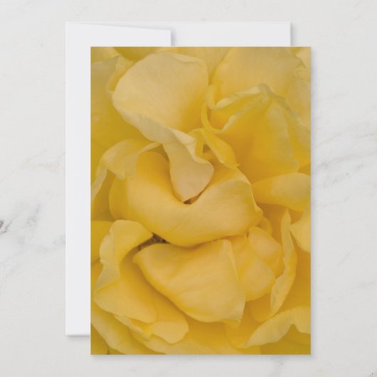 Yellow Rose Quinceañera Save the Date (Rückseite)