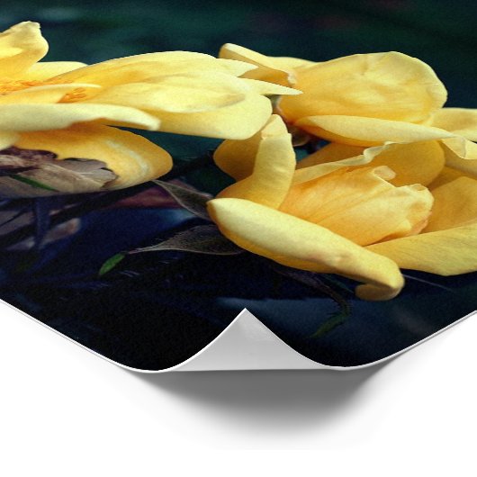 Yellow Rose Trio Abstrakt Poster (Ecke)