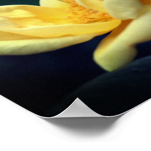 Yellow Rose Trio Poster (Ecke)