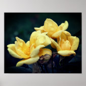 Yellow Rose Trio Poster (Vorne)