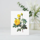 Yellow Rose von Pierre Joseph Redoute Postkarte (Stehend Vorderseite)