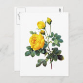 Yellow Rose von Pierre Joseph Redoute Postkarte (Vorne/Hinten)