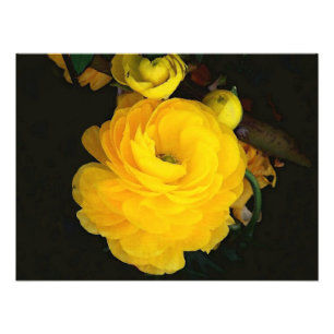 Yellow Roses Fotografie
