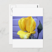 Yellow Rsoebud Postkarte (Vorne/Hinten)