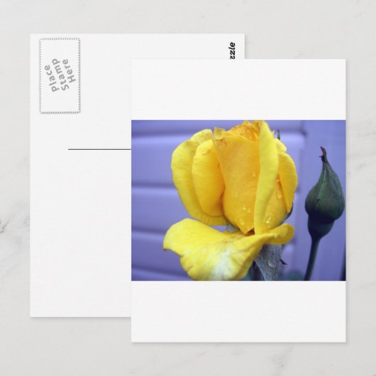 Yellow Rsoebud Postkarte (Vorne/Hinten)