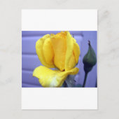 Yellow Rsoebud Postkarte (Vorderseite)