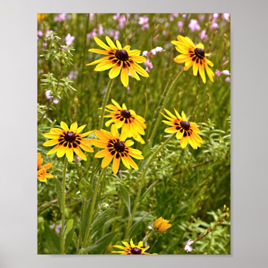Yellow Rudbeckias Poster (Vorne)