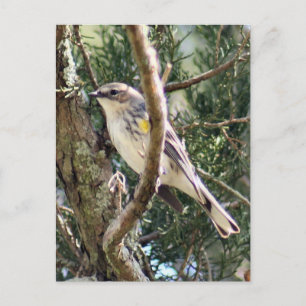 Yellow Rumped Warbler Foto Postkarte