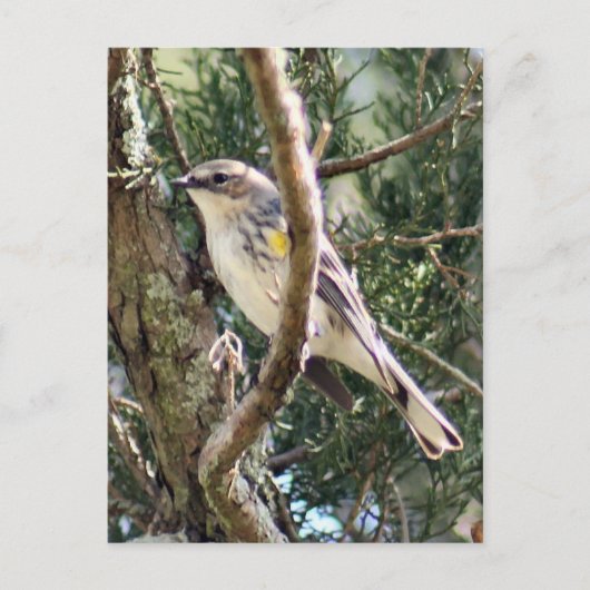 Yellow Rumped Warbler Foto Postkarte (Vorderseite)