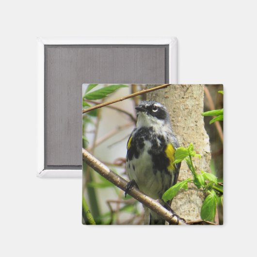 Yellow-Rumped Warbler Magnet (Vorderseite/Rückseite)