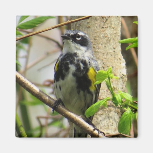 Yellow-Rumped Warbler Magnet (Vorne)
