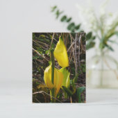 Yellow Skunk Cabbage Blume Postcard Postkarte (Stehend Vorderseite)
