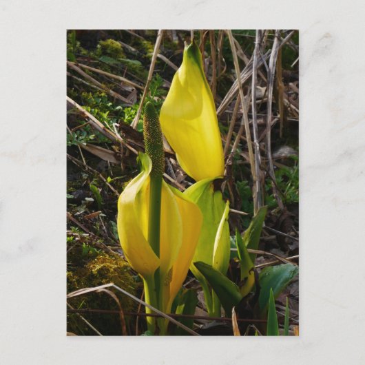 Yellow Skunk Cabbage Blume Postcard Postkarte (Vorderseite)