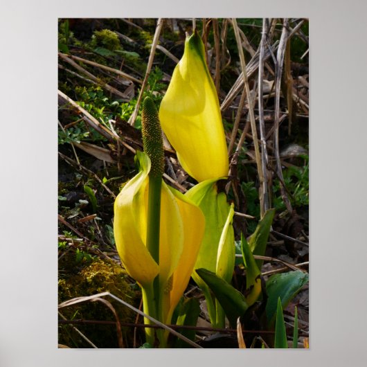 Yellow Skunk Cabbage Blume Poster (Vorne)
