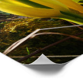 Yellow Skunk Cabbage Blume Poster (Ecke)