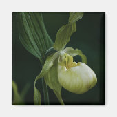 Yellow Slipper Magnet (Vorne)