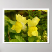 Yellow Snapdragons Poster (Vorne)