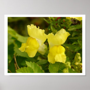 Yellow Snapdragons Poster