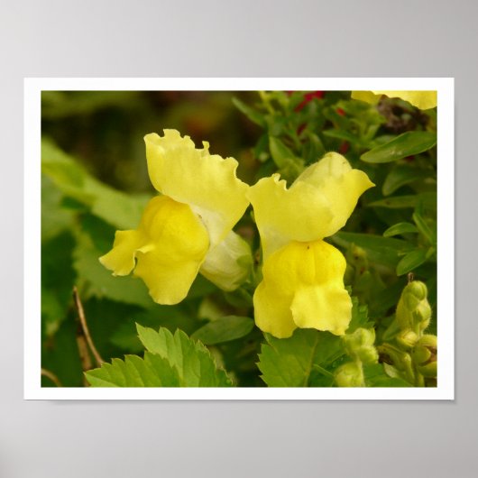 Yellow Snapdragons Poster (Vorne)